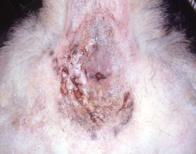 Perianal fistula dog diet deals