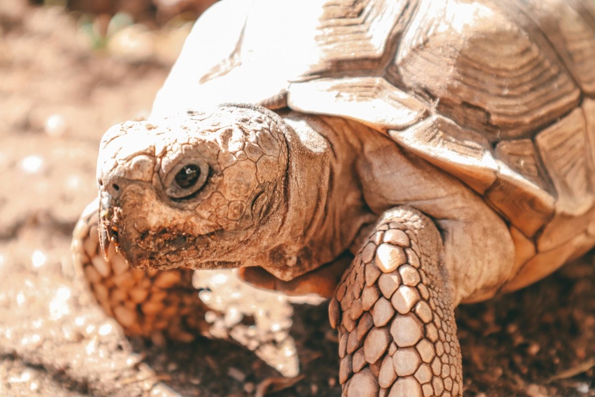Turtle in close-up. Photo by ignacia navarrete
